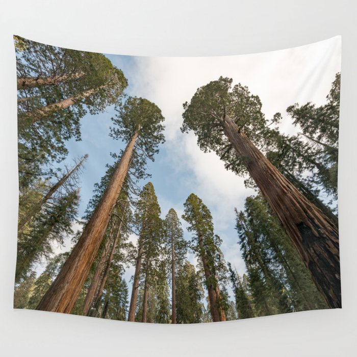 Redwood Sky - Giant Sequoia Trees Wall Tapestry