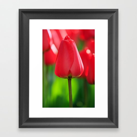 Red Tulip Framed Art Print