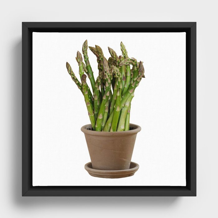 Asparagus flowers Framed Canvas