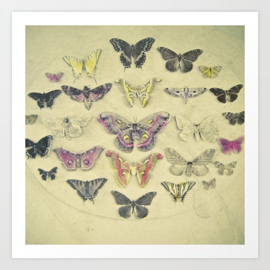 Butterflies and Moths Art Print