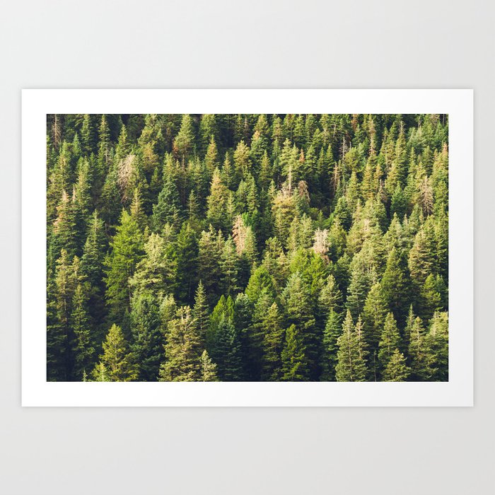 Mountain Trees Of Utah Art Print