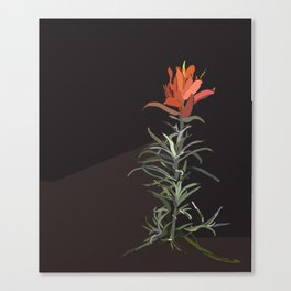 Indian Paintbrush In Bloom Canvas Print
