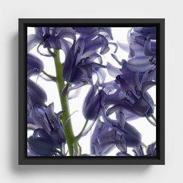 Bluebell Flowers Framed Canvas