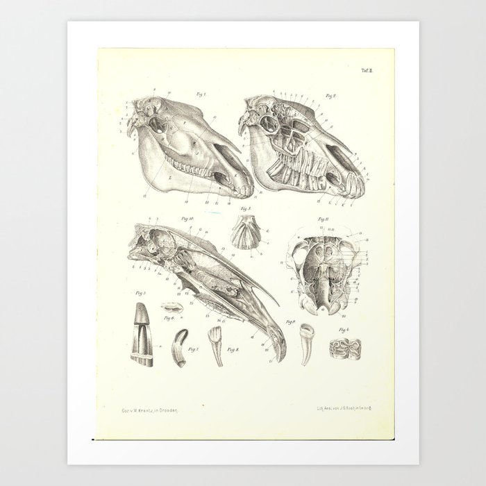 Skull Anatomy of the Horse Print Art Print
