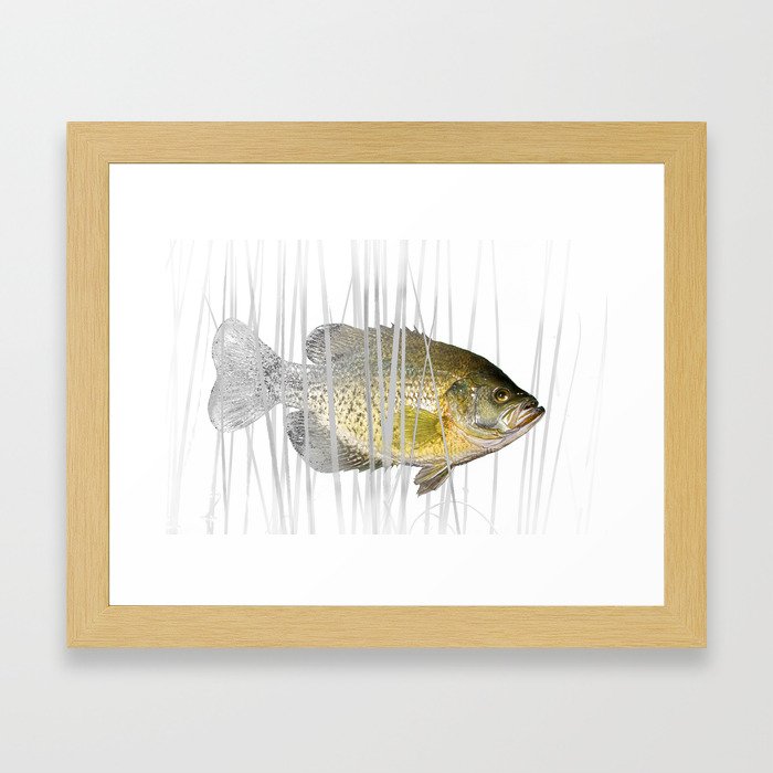 Black Crappie Fish Framed Art Print