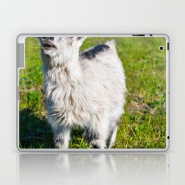 Crazy Funny Little Goat Looking Somewhere  Laptop Skin