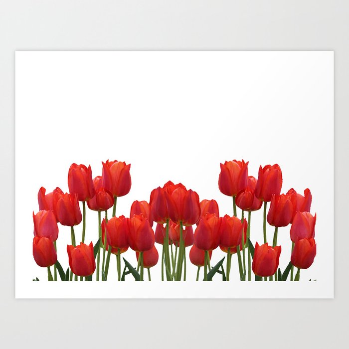 Red Tulips blossoms Art Print