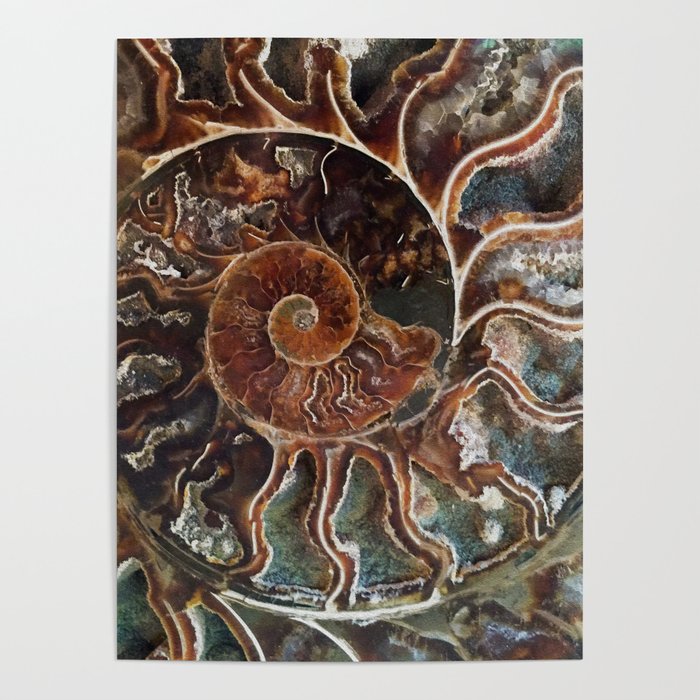 Fossilized Shell Poster