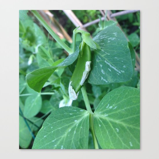 Garden Series - Baby Pea On Vine Canvas Print