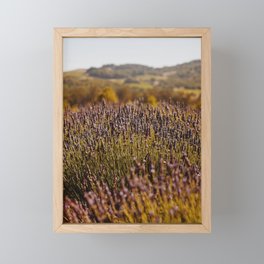 Lavender Fields IV Framed Mini Art Print