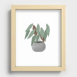 Begonia Houseplant Recessed Framed Print