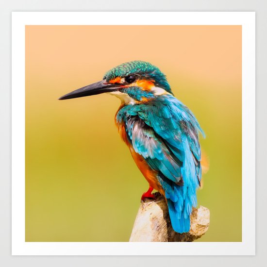 Radiant Bird Art Print
