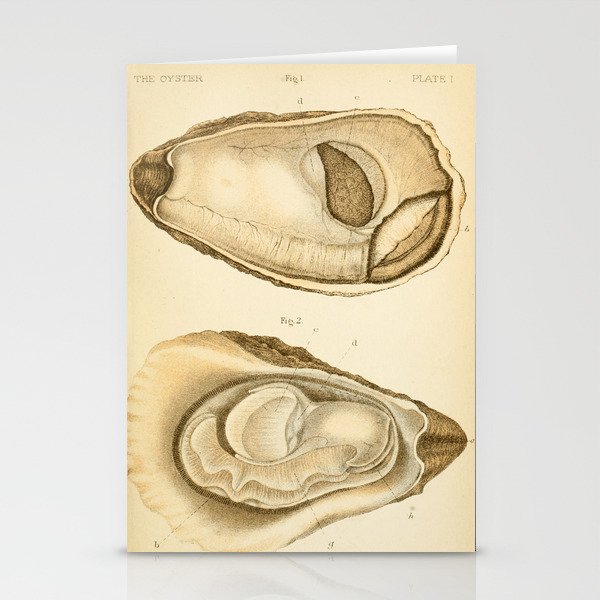 Oyster from "The Oyster: A Popular Summary of a Scientific Study," 1891 (benefitting the Billion Oyster Project) Stationery Cards