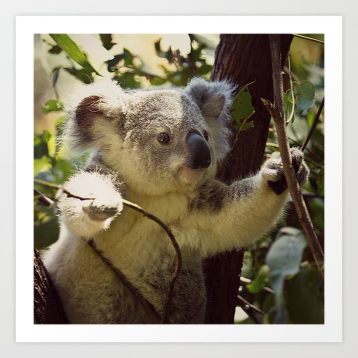 Sweet Koala Baby Art Print By Mehrfarbeimleben Society6