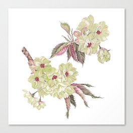 hand drawn watercolor illustration of gyoiko cherry blossoms Canvas Print
