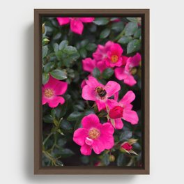 Bright pink rose flower with a bee close-up | Nature Photography | Floral | Plant | Botanical Art Framed Canvas