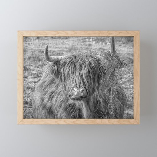 Black And White Big Scottish Highland Cow Framed Mini Art Print By - Scottish Highland Cow Framed Picture Black And White Big Scottish Highland Cow Framed Mini Art Print By - Scottish Highland Cow Framed Picture