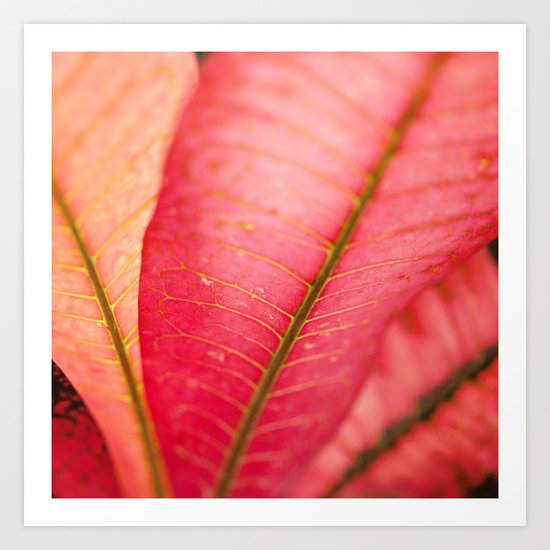 Croton Art Print