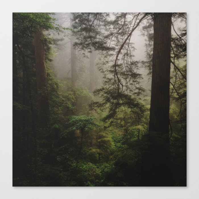 Foggy Forest Canvas Print