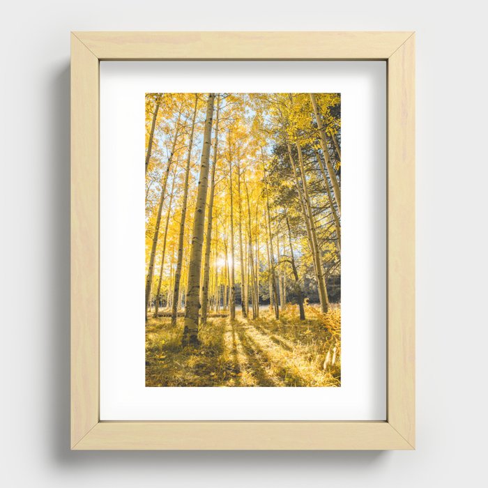 Yellow Aspen Trees Autumn Leaves in Flagstaff, Arizona Recessed Framed Print
