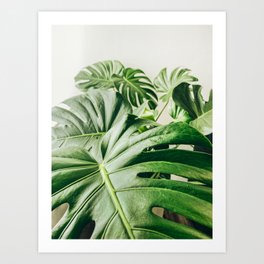 House Plants: Minimal Monstera Leaves Art Print