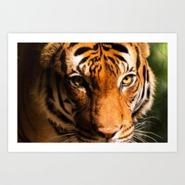 Tiger Face Art Print | Chaffeezoo, Photo, Zoo, Roar, Eyes, Kitty, Closeup, Fierce, Fresno, Tiger 