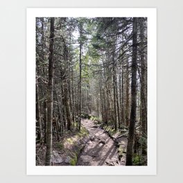 Wooded Trail Art Print