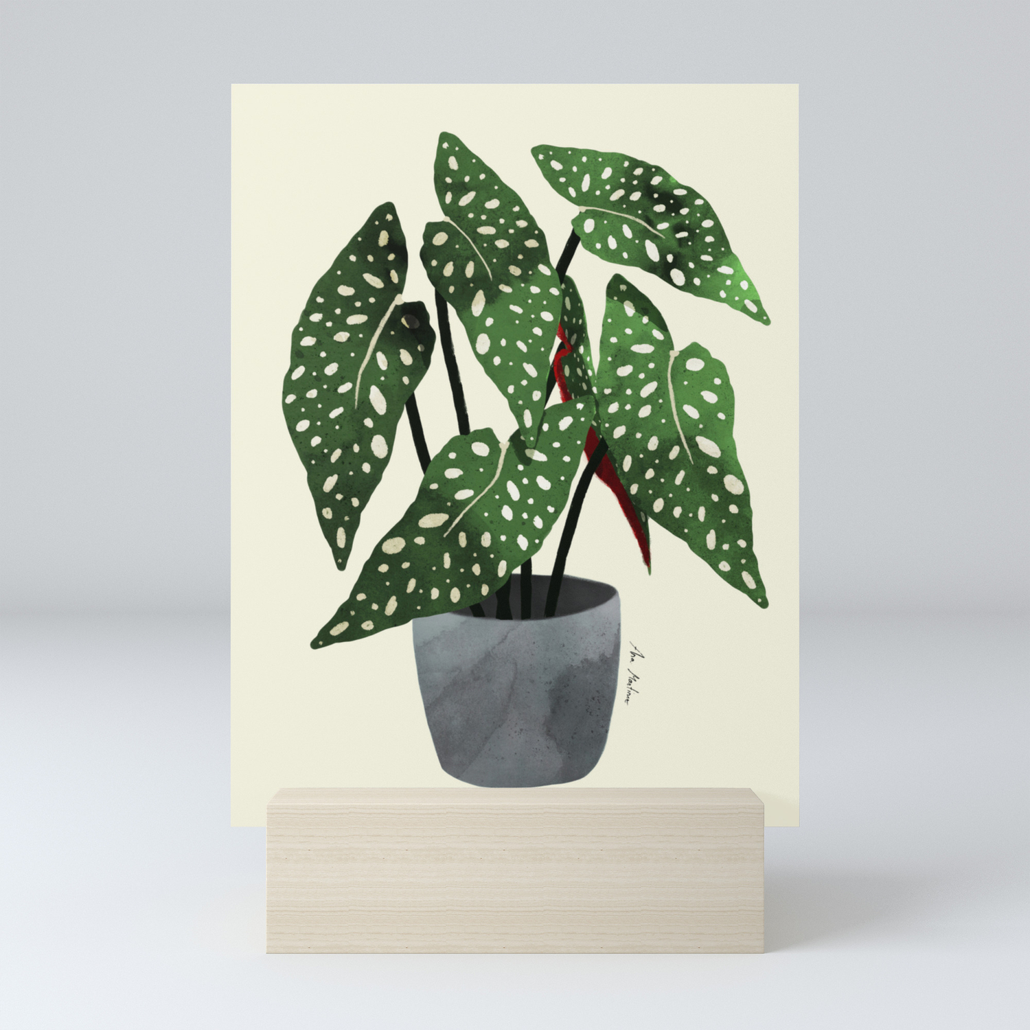 Gift Painting Homeware Digital Drawing Begonia Maculata Polka Dot Plant Home Decoration Illustration A5 Print Botanical Houseplant Digital Prints Art Collectibles Delage Com Br Gift Painting Homeware Digital Drawing Begonia Maculata Polka Dot Plant Home Decoration Illustration A5 Print Botanical Houseplant Digital Prints Art Collectibles Delage Com Br