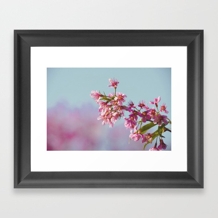 Cherry Blossom Framed Art Print