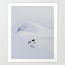 Gentoo Penguin, Antarctica Art Print