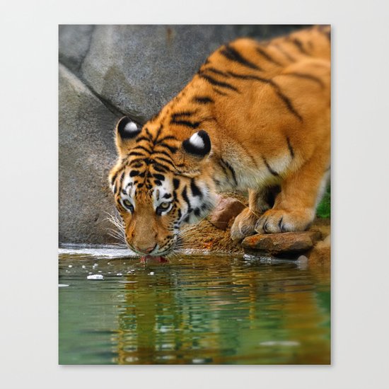 A thirsty Amur tiger. Canvas Print