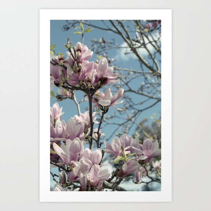 Glorious Magnolias Art Print