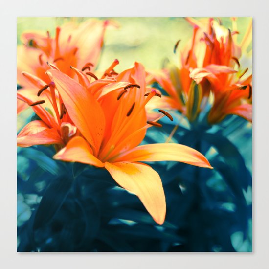 Summer Lilies I Canvas Print