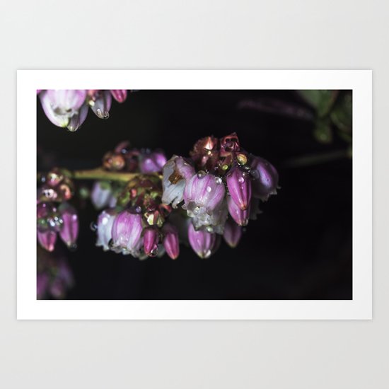 Blueberry blossom rain drops Art Print