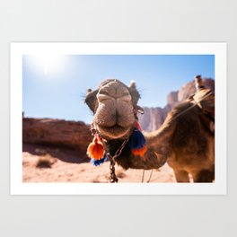 Camel Wadi Rum desert | Jordan | Nature, travel and landscape photography | Art and photo print Art Print