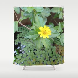 Yellow chrysanthemum with green leaves in water (300) Shower Curtain