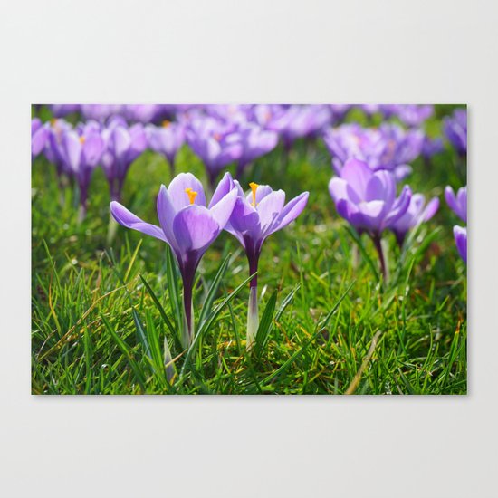 Purple Crocuses Canvas Print