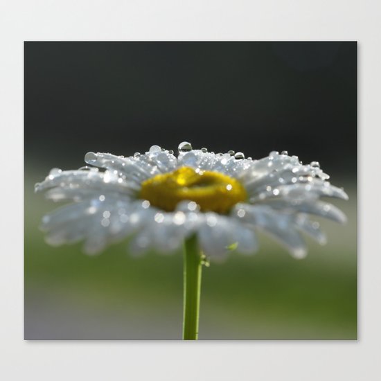 Sparkling Daisy Canvas Print