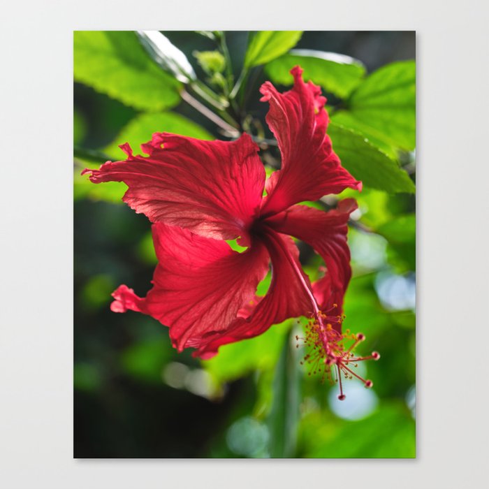 Tropical Plant, Hibiscus Flower Canvas Print