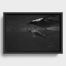 Penguins Framed Canvas