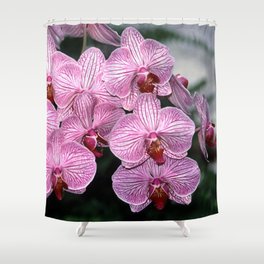 Pink Butterfly Phalaenopsis Orchid Shower Curtain