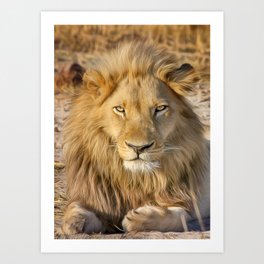 Young blonde male lion in the wild on African safari Tanzania - Ngorongoro crater near Serengeti national park color photographic art print Art Print