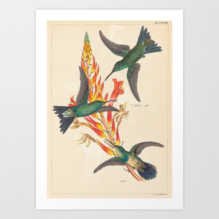 Hummingbirds Vintage Botanical Print Art Print