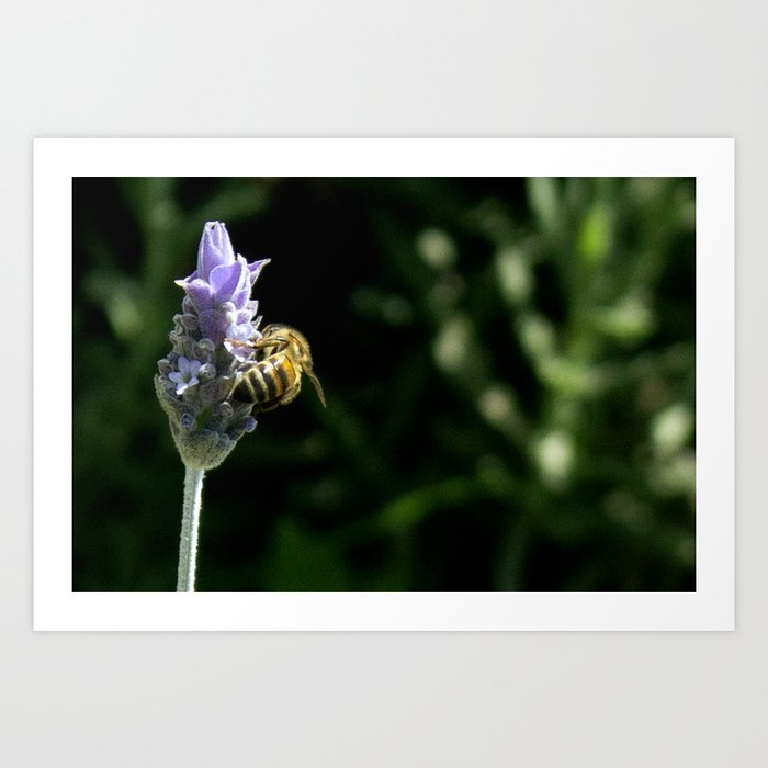 Bee on Lavender Art Print