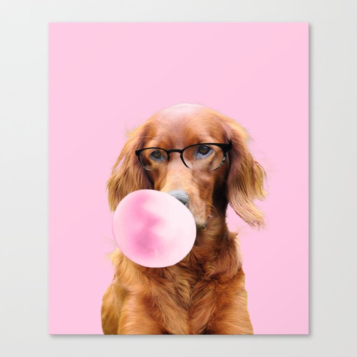 Irish Setter Chewing Pink Bubble Gum Canvas Print