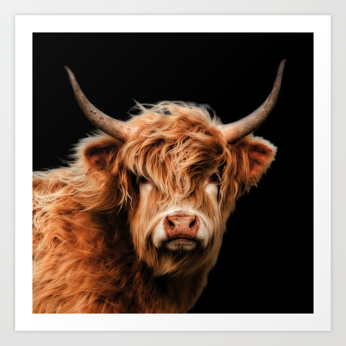 Highland Cow Art Print