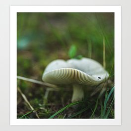 A Tiny Mushroom Art Print