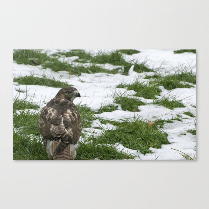Hawks Winter Glance Canvas Print