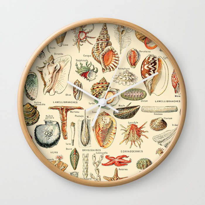 Seashell Diagram // Mollusques by Adolphe Millot XL 19th Century Science Textbook Artwork Chart Wall Clock