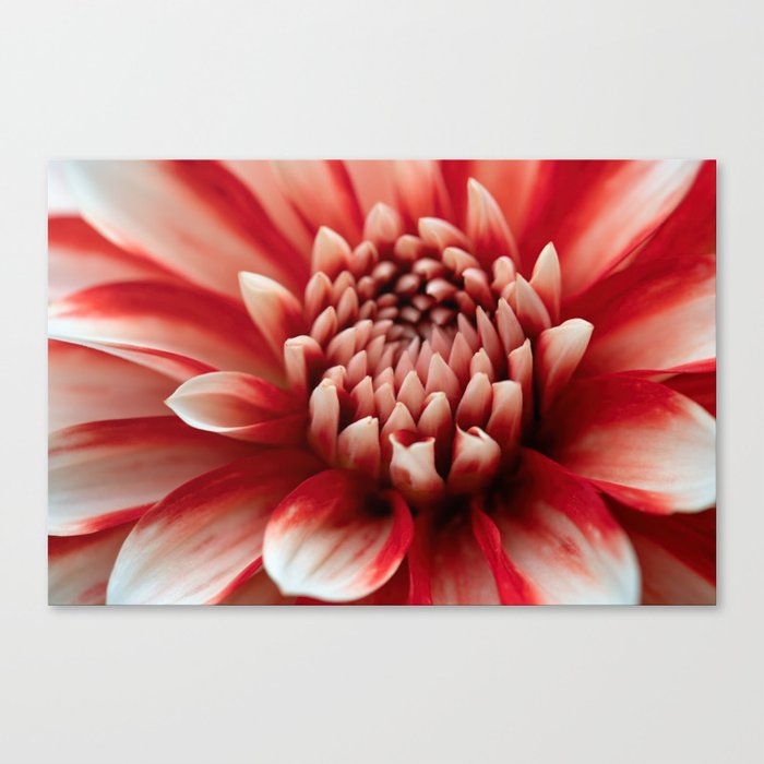 Majestic Red-White Dahlia Flower Canvas Print